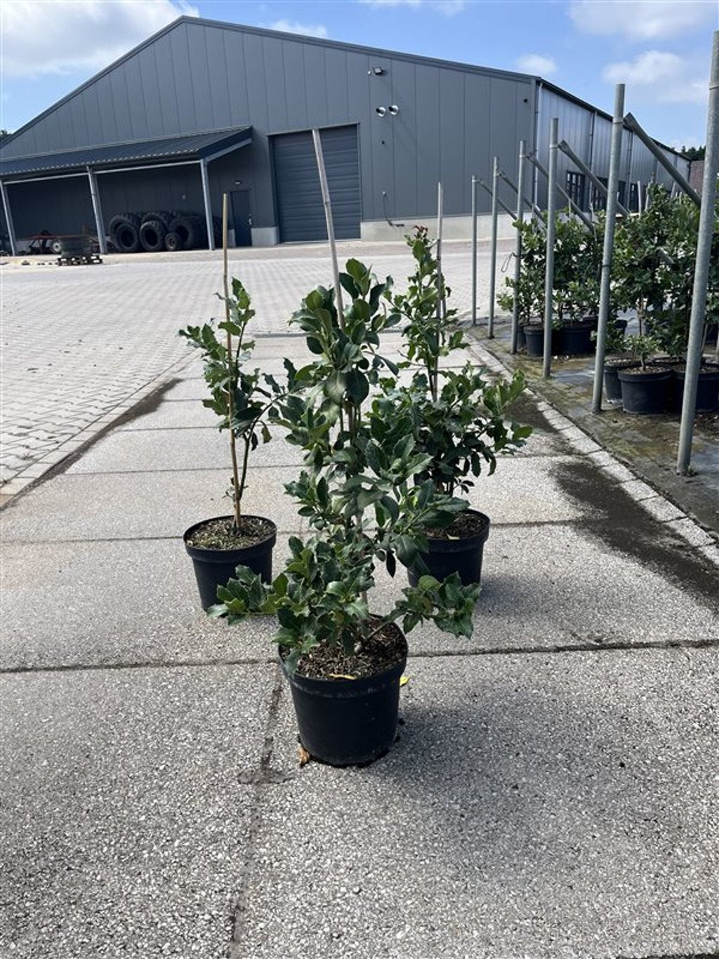 Ilex aquifolium - C7.5 60-80 CM